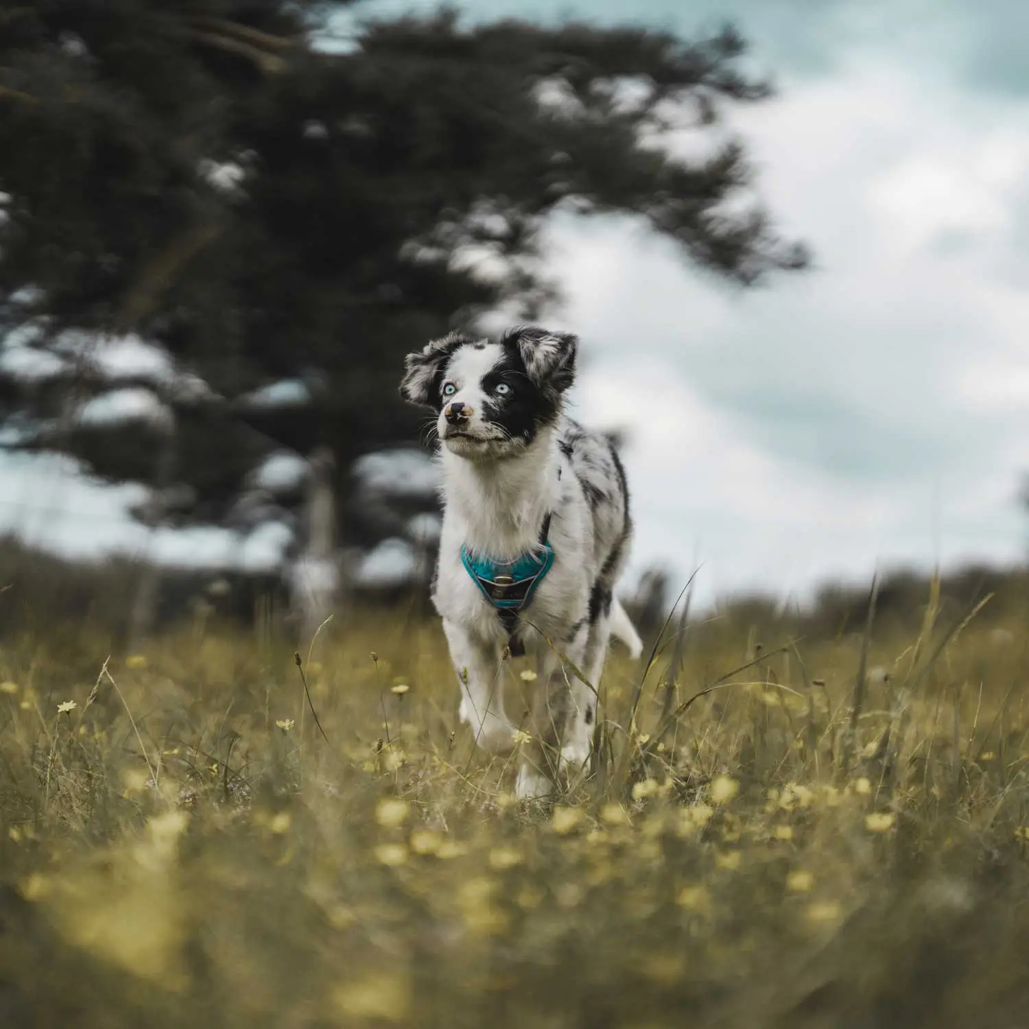 Hunter Divo hundesele M lyseblå/grå just mave 56-73 cm - Stabil pasform og aktiv komfort